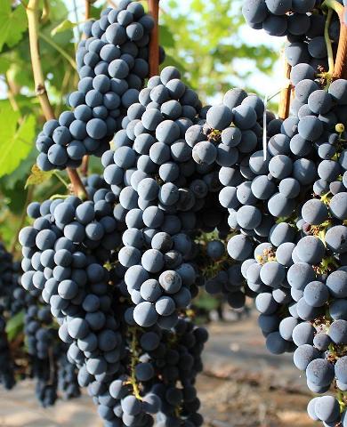Спелые плоды на виноградной плантации винного хутора Яристе