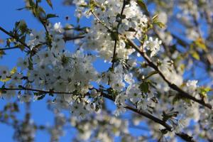 Järiste Veinitalu õitsev viljapuuaed  kevadel