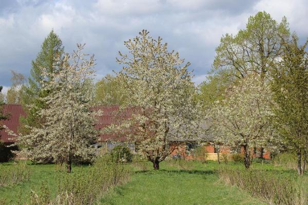 Järiste Veinitalu õitsev viljapuuaed kevadel