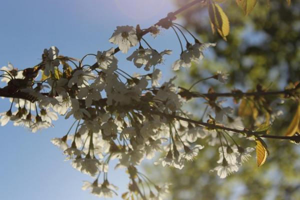 Blühender Obstbaumgarten im Frühling des Weinhofs Järiste