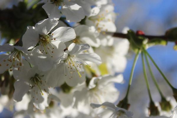 Blühender Obstbaumgarten im Frühling des Weinhofs Järiste