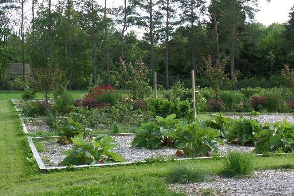 Sāremā "Teekoda Aed" dārzs. Sāremā stādaudzētavas ārstniecības augu, garšaugu un maz izplatīto ogu dārzs.
