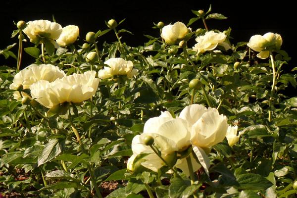 Saaremaa Peony Gardens - en romantisk trädgård i hjärtat av ön