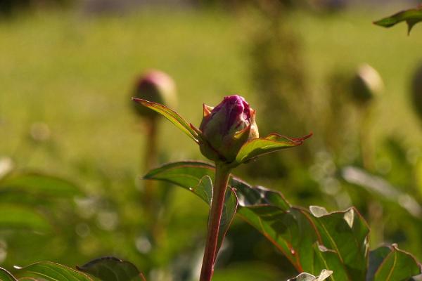 Saaremaa Peony Gardens - en romantisk trädgård i hjärtat av ön