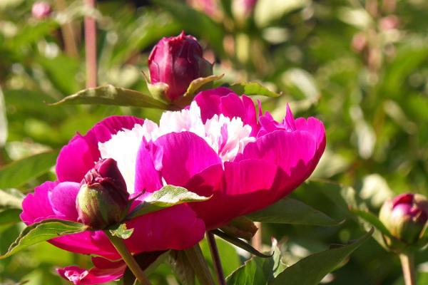 Saaremaa Peony Gardens - en romantisk trädgård i hjärtat av ön