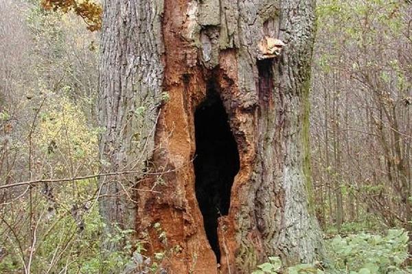 Mäe-Lõhtsuu oak tree in Urvaste