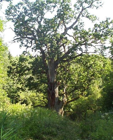 Mäe-Lõhtsuu oak tree in Urvaste