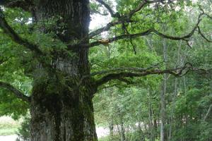 Mustahamba oak