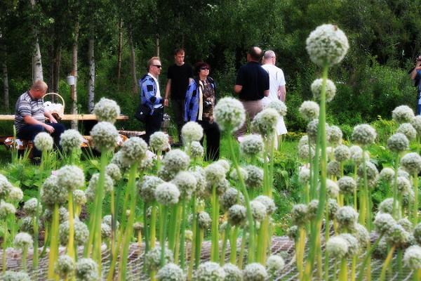 Kostja Onion Farm