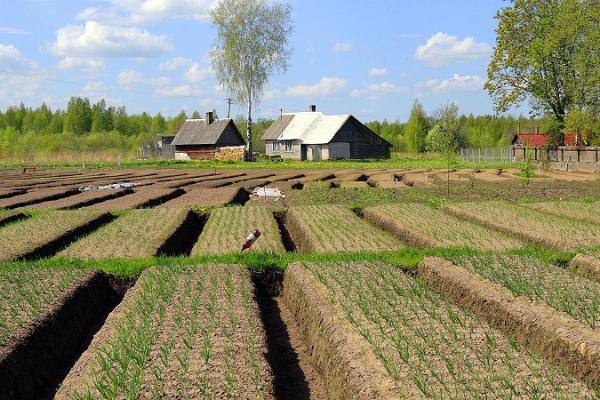 Kostja Onion Farm