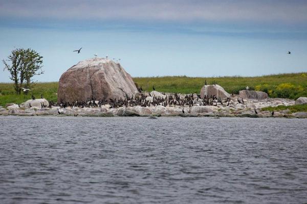 Hylkeiden tarkkailua Malusin saaristossa