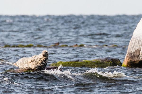 Hylkeiden tarkkailua Malusin saaristossa