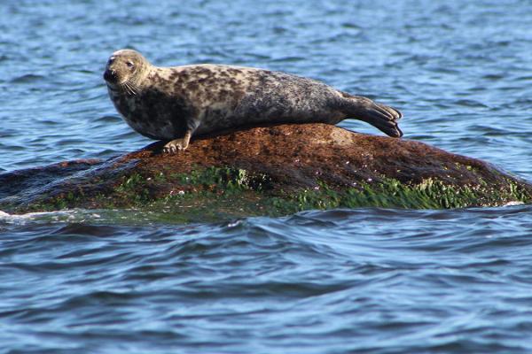 Hylkeiden tarkkailua Malusin saaristossa