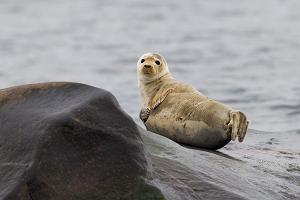 Seal-watching trips near Malusi islands