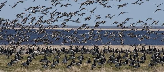 Naturkameror öppnar ett fönster mot estniskt djurliv