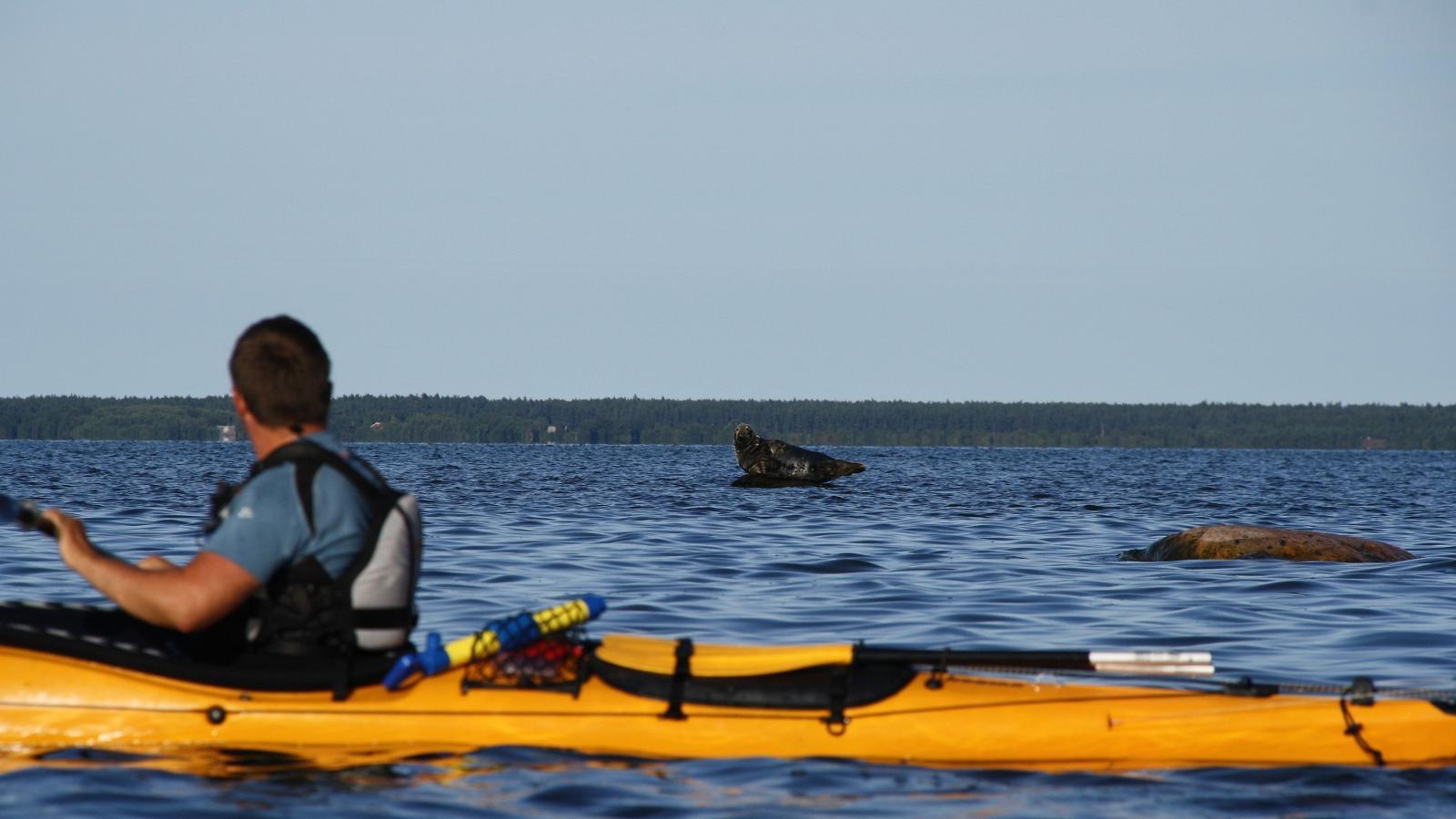 Inselhopping mit dem Seekajak bei Hiiumaa 2 Tage
