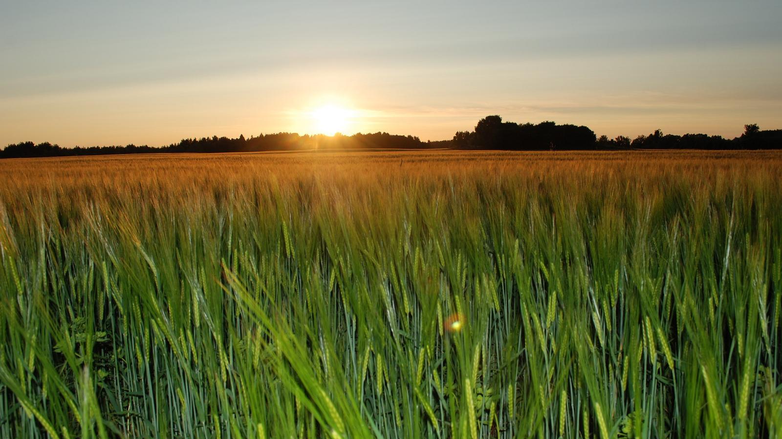 Hallikivi turismitalu