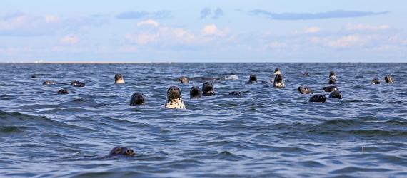 visit estonia, nature cameras, seal, grey seal, baltic sea