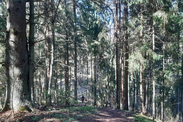 Palumegede pārgājienu taka un ugunskura vieta