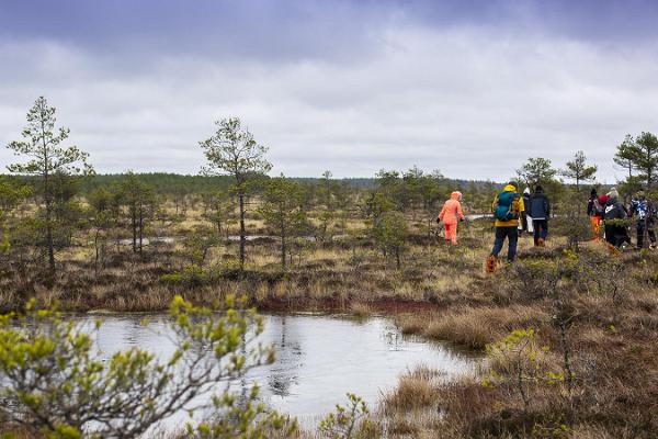 Snowshoe trip in Kõnnu Suursoo bog ‘In the footsteps of the ice age’