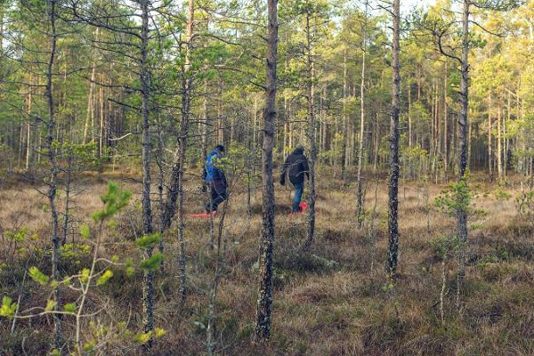 Snowshoe trip in the most famous bog in Estonia – Viru bog