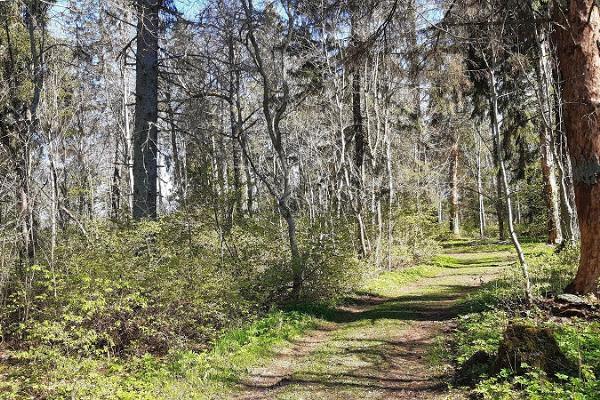 Pikksaare Wanderpfad und Lagerfeuerplatz Pangodi