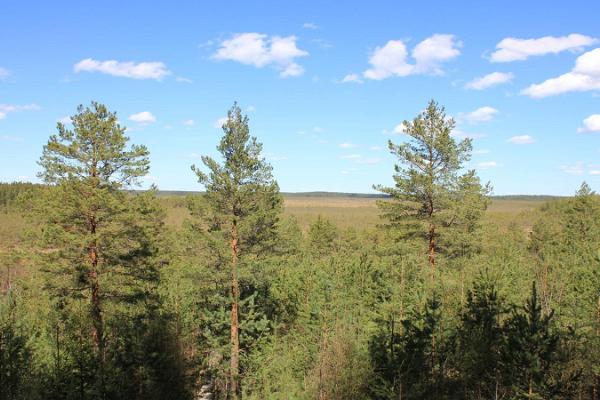 RMK Liipsaare observation tower