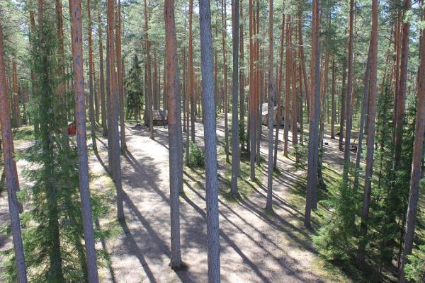 Смотровая вышка Лийпсааре Центра управления государственными лесами