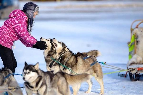 Neumann Husky kelgukoeramatkad