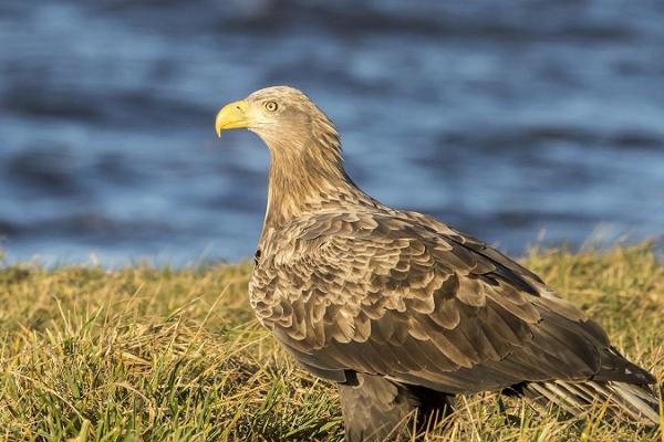 Birdwatching in Luitemaa