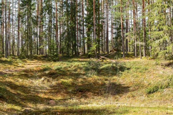 Ilumetsan törmäyskraatterit