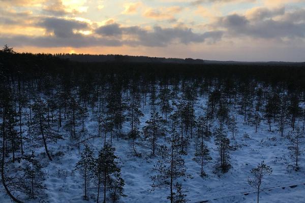 Naturlehrpfad Selli-Sillaotsa in einem schneereichen Winter