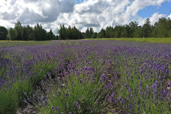 Lavender Farm in paradisical Hiiumaa