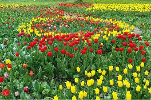 Поле тюльпанов в парке мызы Кирна
