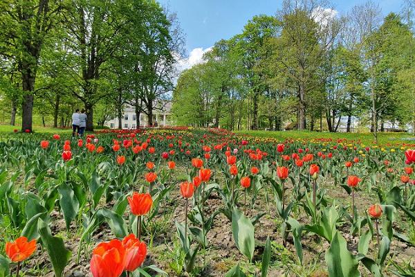 Tulips at Kirna Manor park