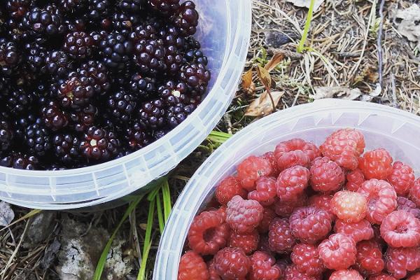 Nature Tours in Estonia – berry and mushroom picking trips in the Peipsiveere Nature Reserve