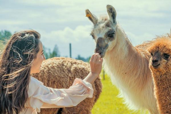 Alpaca farm – the largest in Estonia!, Estonia