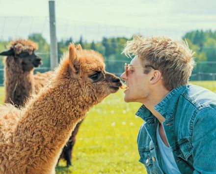 Alpakafarm - Eesti suurim alpakakasvatus!
