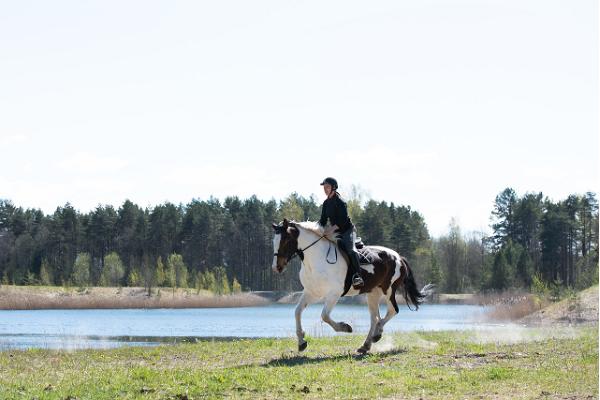 Mounted trips and camps, as well as horseback riding for enthusiasts of all skill levels at Juurimaa Stables