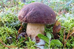 Увлекательные походы для любителей грибов в Пярнумаа