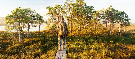 Bog in Estonia