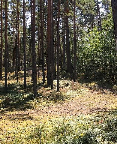 Hiking Trails of Jõulumäe Recreational Sports Centre