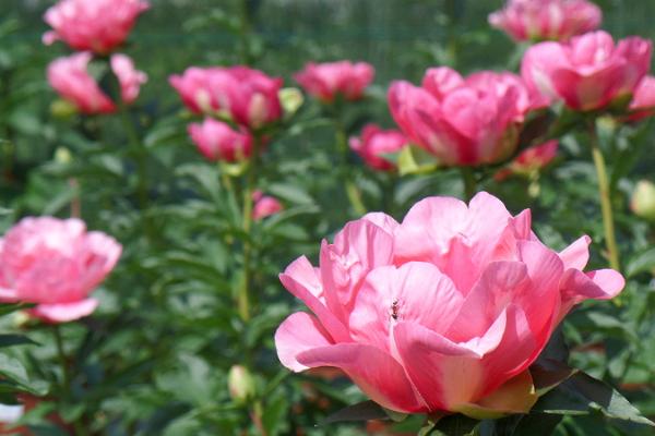 Saaremaa Peony Festival