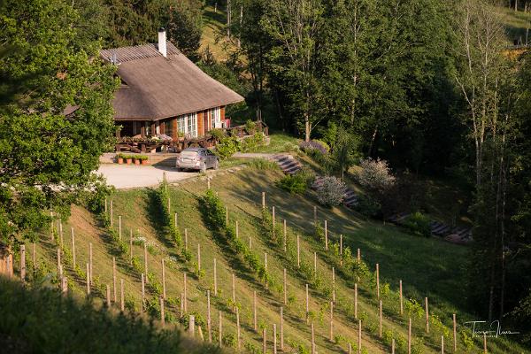 Personal winemaking workshop in Murimäe Winery