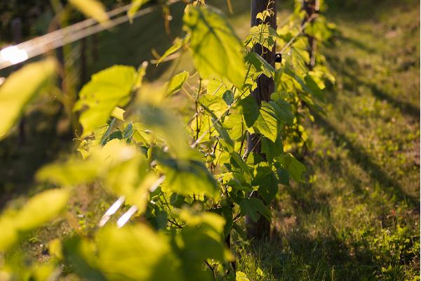 Vindruvsodling i Estland och workshopar på en plantage