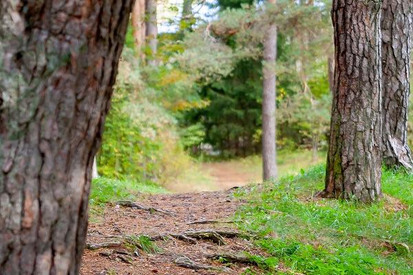 Kinderwanderweg in Vapramägi