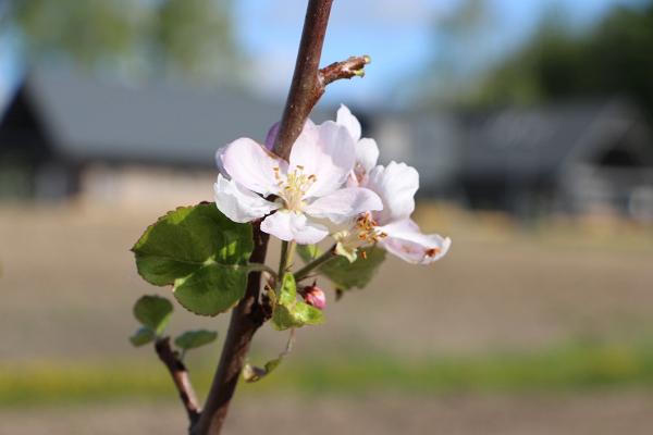 Apfelgeruch und Kulturgeschichte auf dem Bauernhof Piesta Kuusikaru im Vändra-Wald im Kreis Pärnu