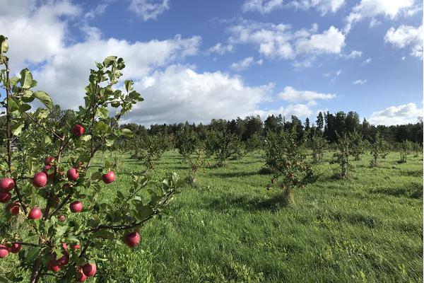 Besuch des Bauernhofs für Apfelerzeugnisse Piesta Kuusikaru