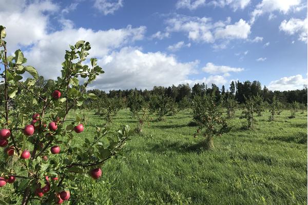 Vierailu Piesta Kuusikarun omenatuotetilalla