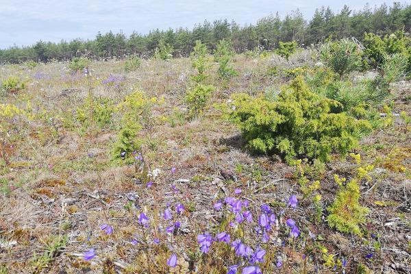 Harilaiu naturstig och tältplats